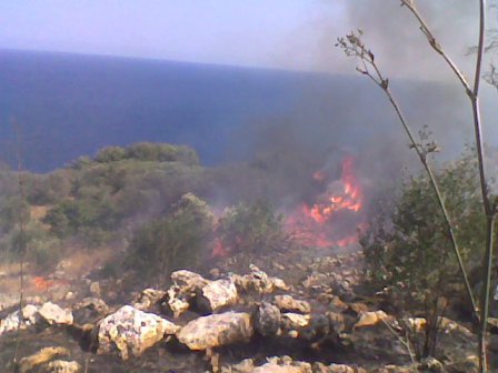 Incendio doloso nel Basso Salento. Bruciati dieci ettari di uliveto selvatico