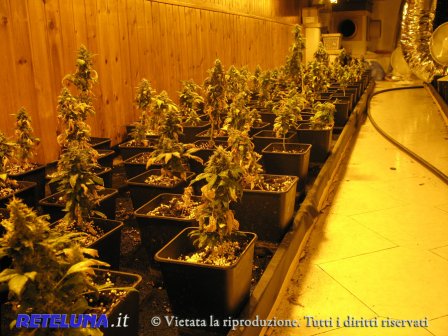 Nella casa con 2mila piante di marijuana. Sequestrata «la fabbrica della droga»