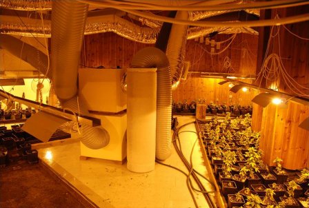 Nella casa con 2mila piante di marijuana. Sequestrata «la fabbrica della droga»