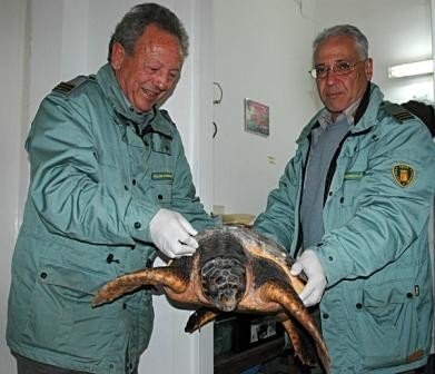 Quattordici tartarughe «caretta caretta» tornano nel loro habitat naturale