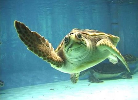 Salvato esemplare poco vivace di tartaruga «caretta caretta» a Otranto