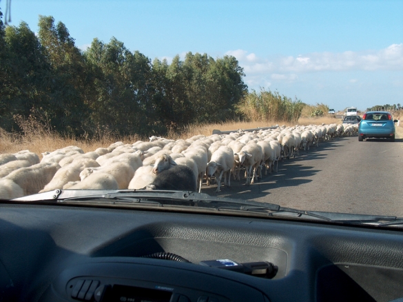 Investe con l'auto dodici pecore, due ferite.