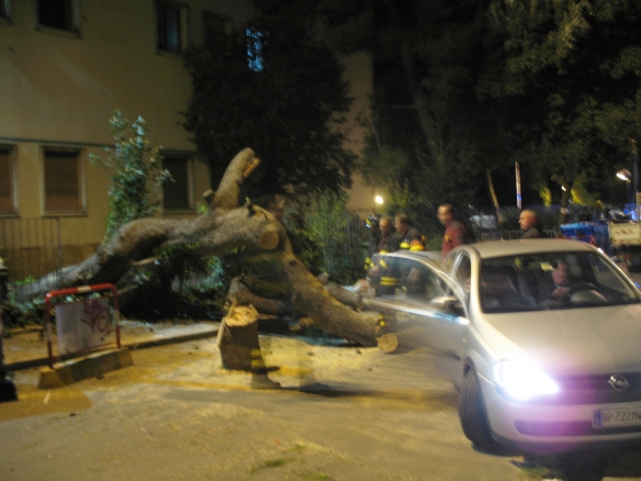 Pino cade su due ragazzi nella notte.