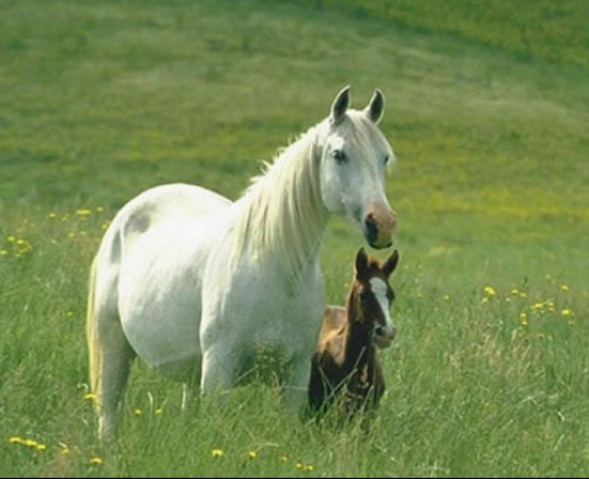 Rubati quattro cavalli in un'azienda agricola.