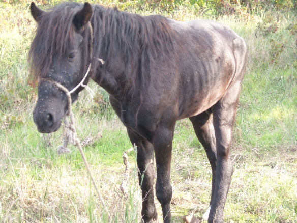 Maltrattavano animali nella fattoria.