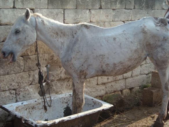 Maltrattavano animali nella fattoria.