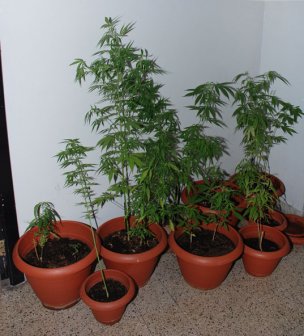 «Mini serra» sul balcone per coltivare marijuana, arrestato un 24enne leccese