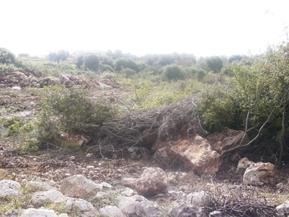 In campagna, fa tagliare gli alberi del suo terreno.