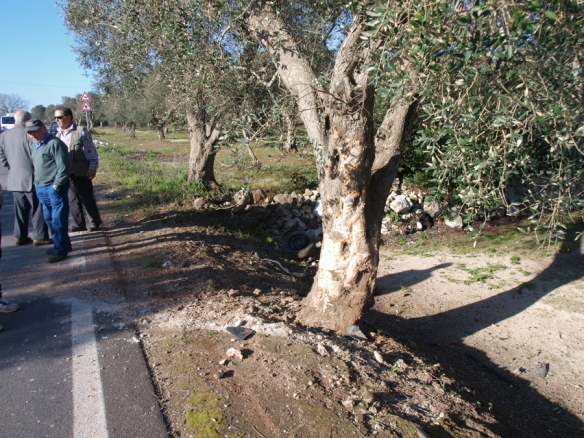 Sbattono contro un albero d'ulivo.