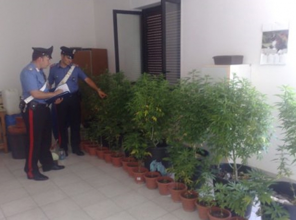 Avrebbe coltivato marijuana nel cimitero.