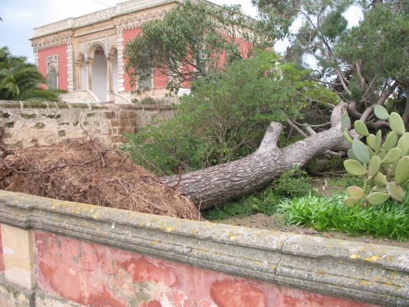 Tromba daria abbatte alberi e pali.