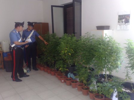 In visita ogni sera al cimitero, ma solo per coltivare marijuana. Manette a un 51enne