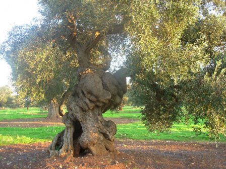 Losappio visita Cavallino. E a Casarano torneranno gli ulivi secolari espiantati